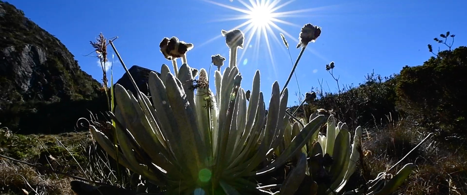 Lee más sobre el artículo Así será la reserva temporal en el Páramo de Santurbán