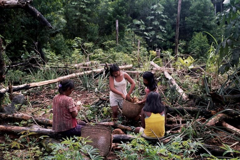 Lee más sobre el artículo Indígenas de Amazonía colombiana advierten que la deforestación “crecerá” si agencia Usaid cierra