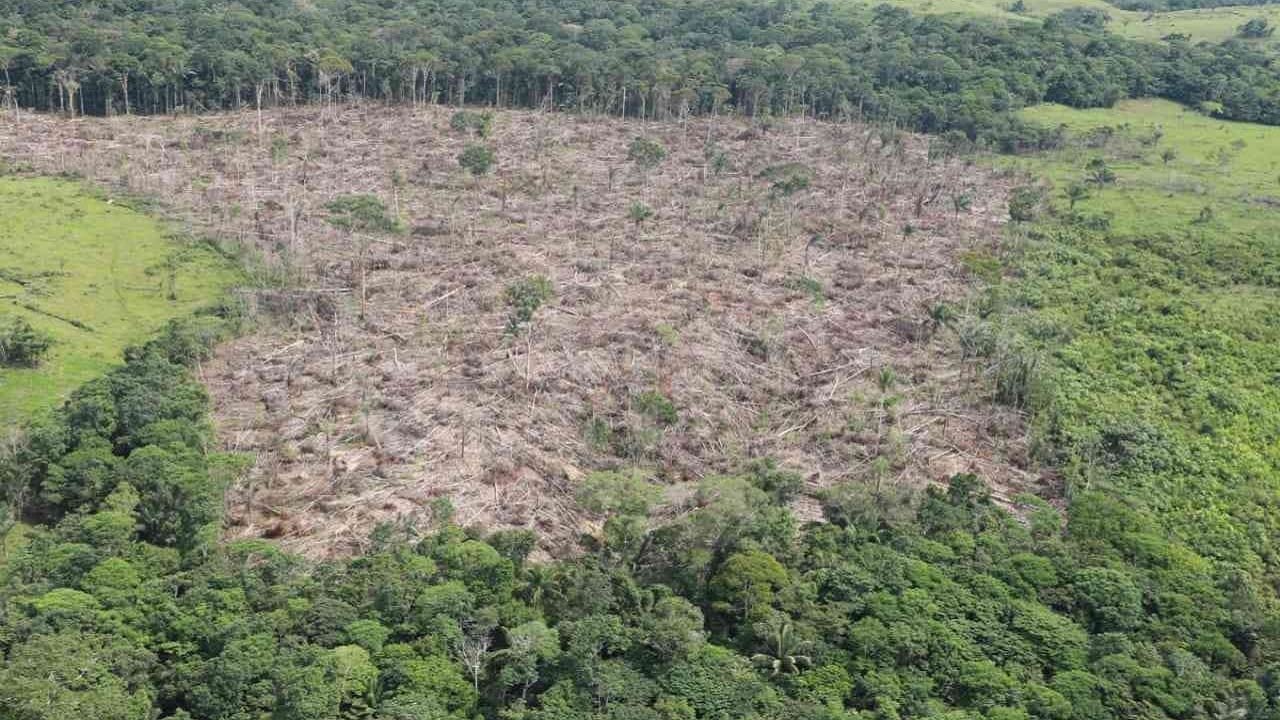 Lee más sobre el artículo Deforestación en Colombia repunta en 2024 tras registrar mínimos históricos