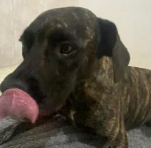 Lee más sobre el artículo Indignación en Bucaramanga: perro fue baleado por cruzar frente a una casa