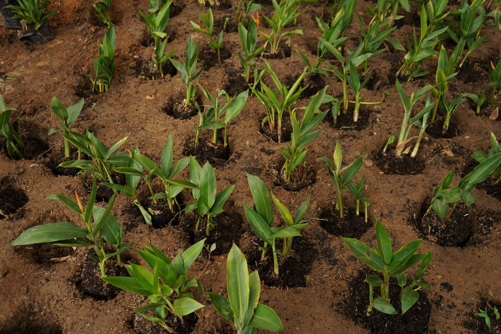 3.000 plantas fueron sembradas en el parque Santander
