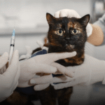 Alerta en Santander por el incremento de ataques de animales potencialmente portadores de rabia