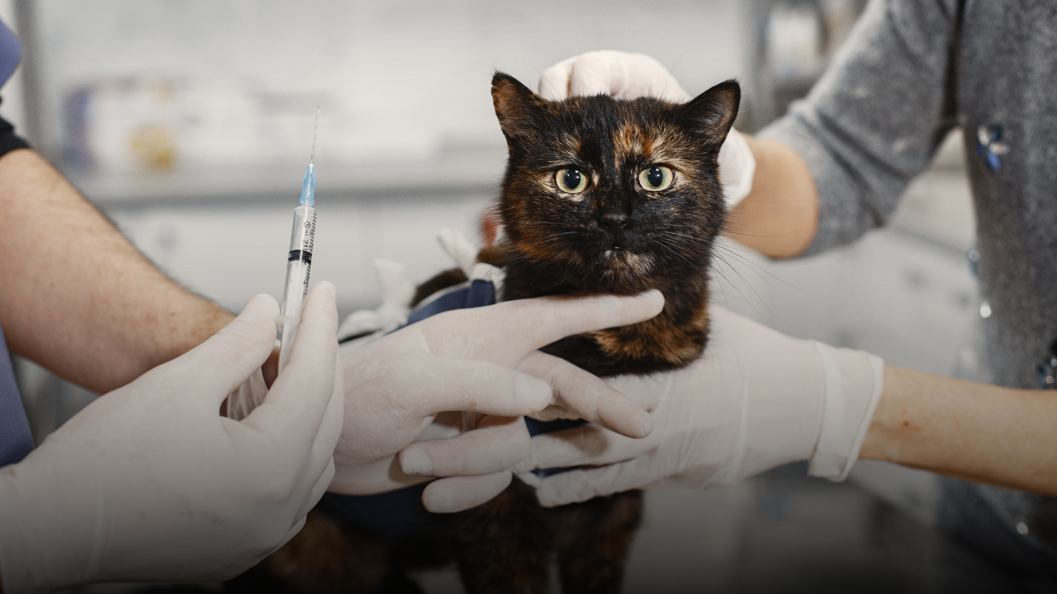 Lee más sobre el artículo Alerta en Santander por el incremento de ataques de animales potencialmente portadores de rabia