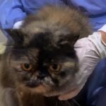 Autoridades desmantelan criadero clandestino de gatos