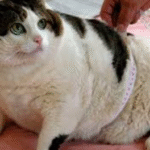 Descubra si su gato está obeso, estas son las principales alarmas