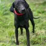 Peluditos en Adopción: el aplicativo digital para adoptar perros y gatos rescatados