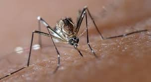 Santander en alerta por dengue, ya van 7 víctimas fatales, 3 de ellos menores de edad
