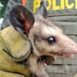 Rescataron a 11 animales víctimas de tráfico de fauna silvestre en Cúcuta