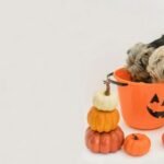 Cuidado en Halloween: conozca los dulces que podrían intoxicar a su mascota