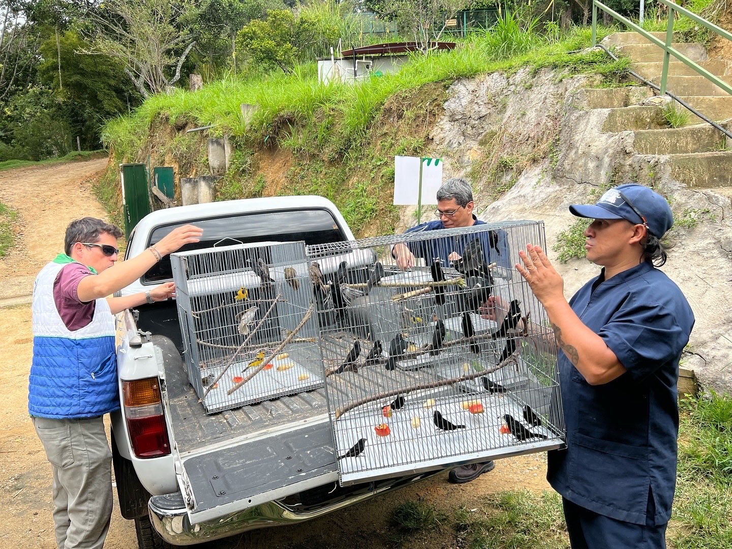 Lee más sobre el artículo Recuperadas 55 aves silvestres mantenidas en cautiverio en el norte de Bucaramanga