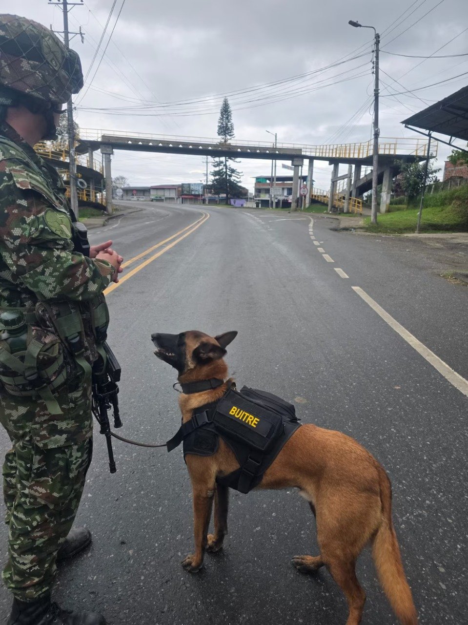 Lee más sobre el artículo Ejército evitó atentado en el Tambo, Cauca