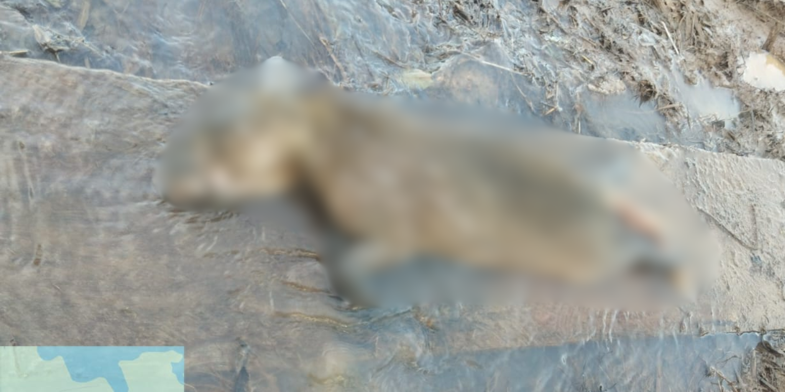 Lee más sobre el artículo Ciénaga San Silvestre afectada por combustible: alertan pescadores y habitantes