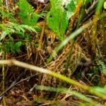 CDMB devuelve la libertad a 270 animales silvestres