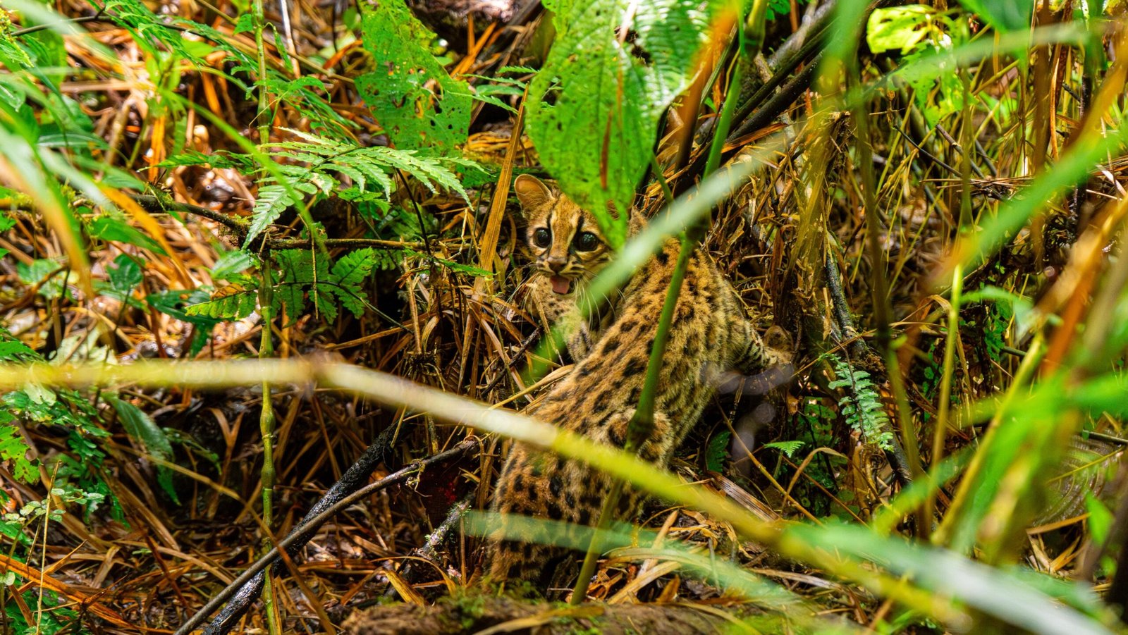 Lee más sobre el artículo CDMB devuelve la libertad a 270 animales silvestres