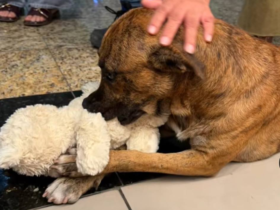 Lee más sobre el artículo Clientes se unen para comprar un peluche a perrito callejero en México; tras hacerse viral, fue adoptado