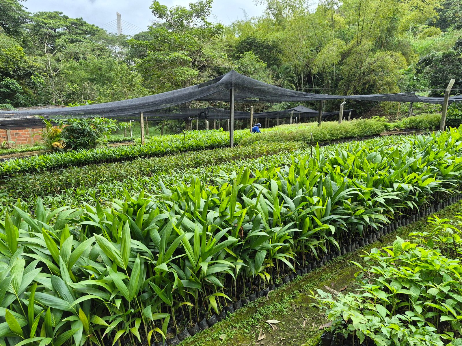 plántulas Domingo de Ramos