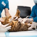 ¡Menos abandono, más amor! Colombia lanza esterilización gratuita para perros y gatos