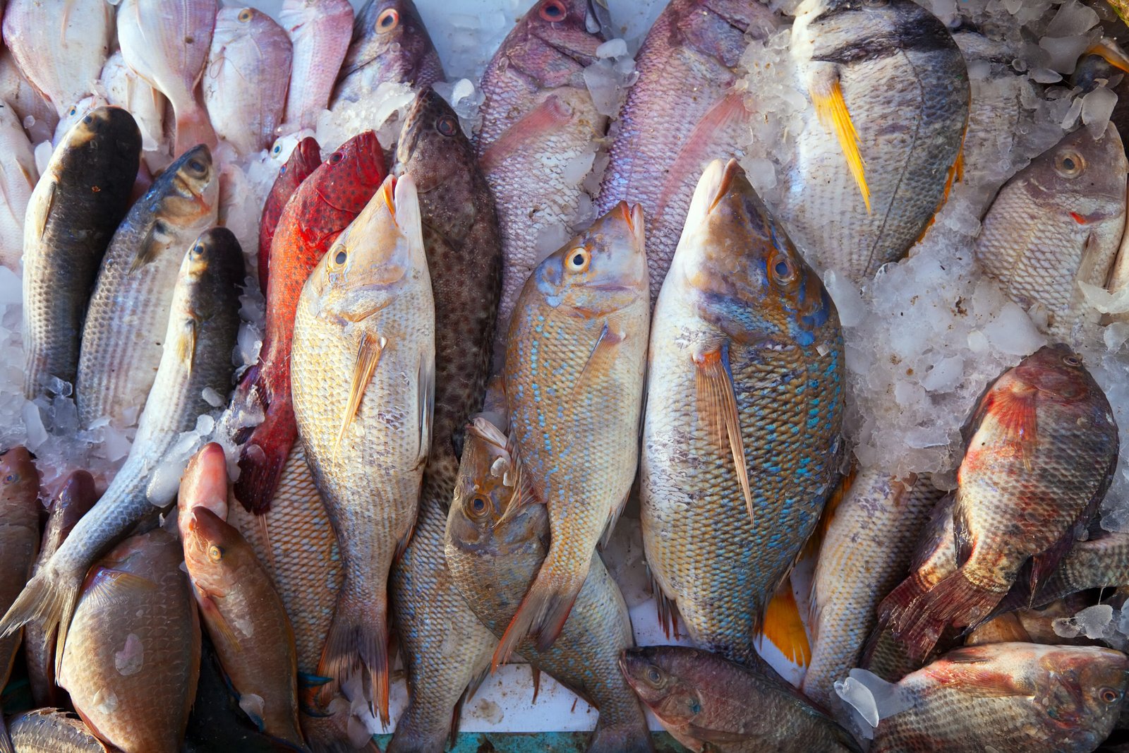 Lee más sobre el artículo Consumo de pescado se dispara en Colombia y autoridades refuerzan recomendaciones en Semana Santa