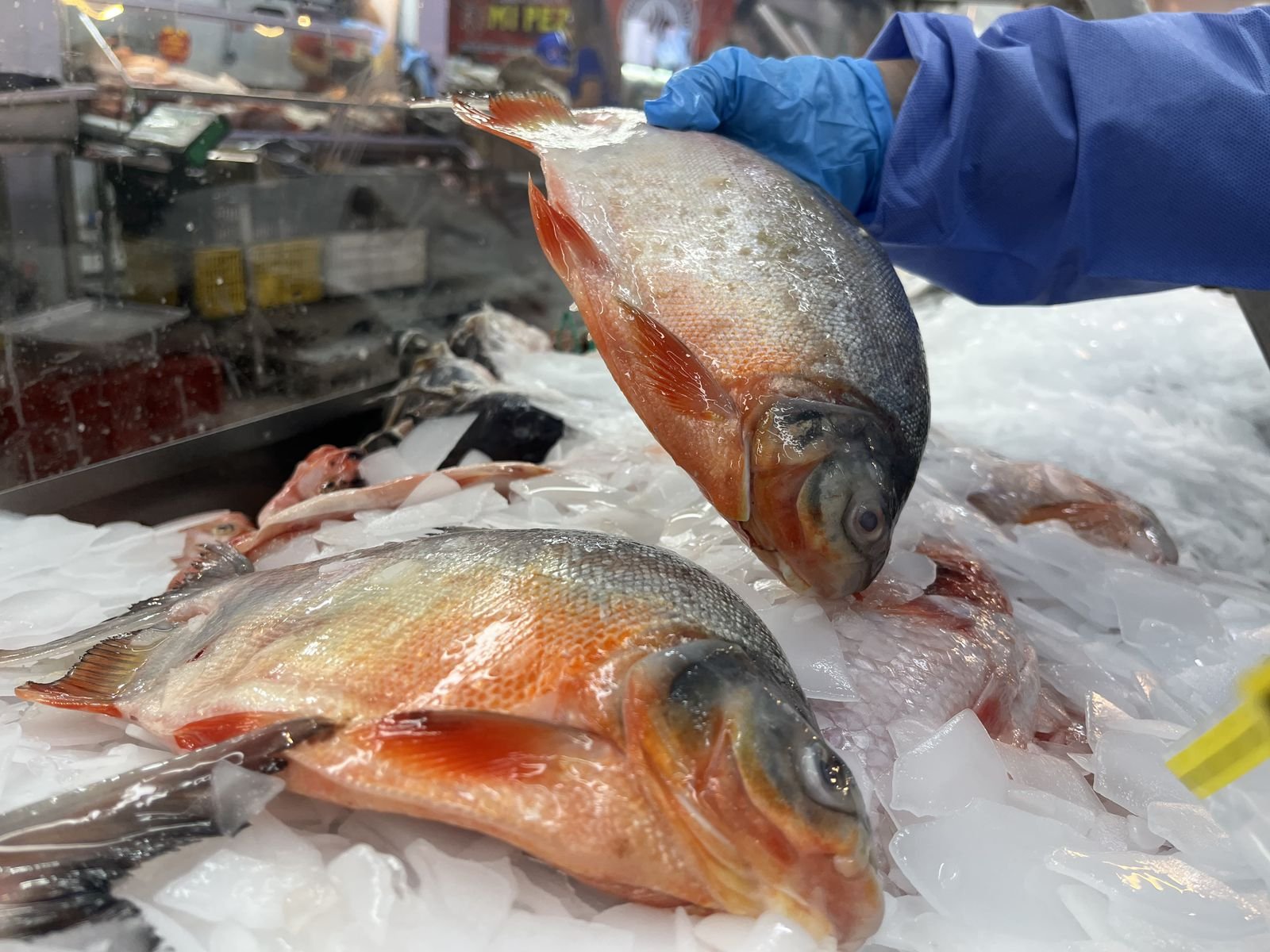 pescado en Semana Santa en Cúcuta