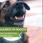 Collares reflectivos: la luz que busca salvar la vida de perros y gatos callejeros en Bogotá