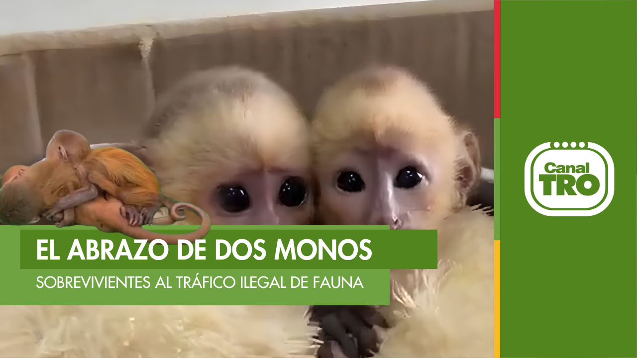 Lee más sobre el artículo Capturan a pareja que intentaba sacar monos bebés ocultos en sus partes íntimas desde Cartagena
