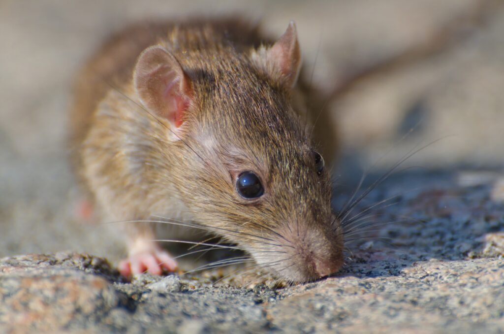 síntomas del hantavirus