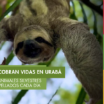 Cada día mueren cerca de 20 animales silvestres en las carreteras de Urabá