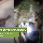 Indignación en Santander: denuncian envenenamiento de más de 10 perros y gatos en Contratación
