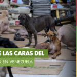 Mascotas también esperan volver a casa: voluntarios impulsan su rescate tras el terremoto en Venezuela