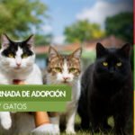 Bucaramanga realizará jornada gratuita de adopción y vacunación para perros y gatos este domingo