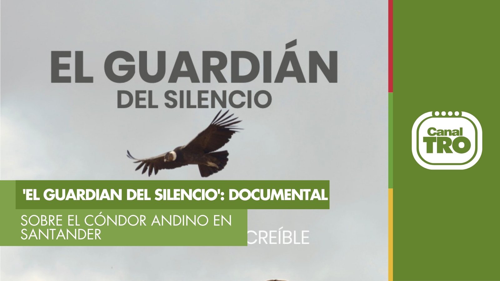 Lee más sobre el artículo Se estrena ‘El Guardian del Silencio’: documental sobre la conservación del cóndor andino en Santander