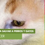 Detección temprana y chequeos de rutina: las claves para salvar a perros y gatos del cáncer