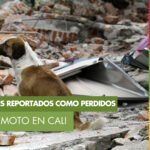 164 animales fueron atendidos y 380 siguen reportados como perdidos tras terremoto en Cali