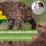 Bolivia descubre al tilcayo, una nueva especie de felino que permaneció oculta millones de años