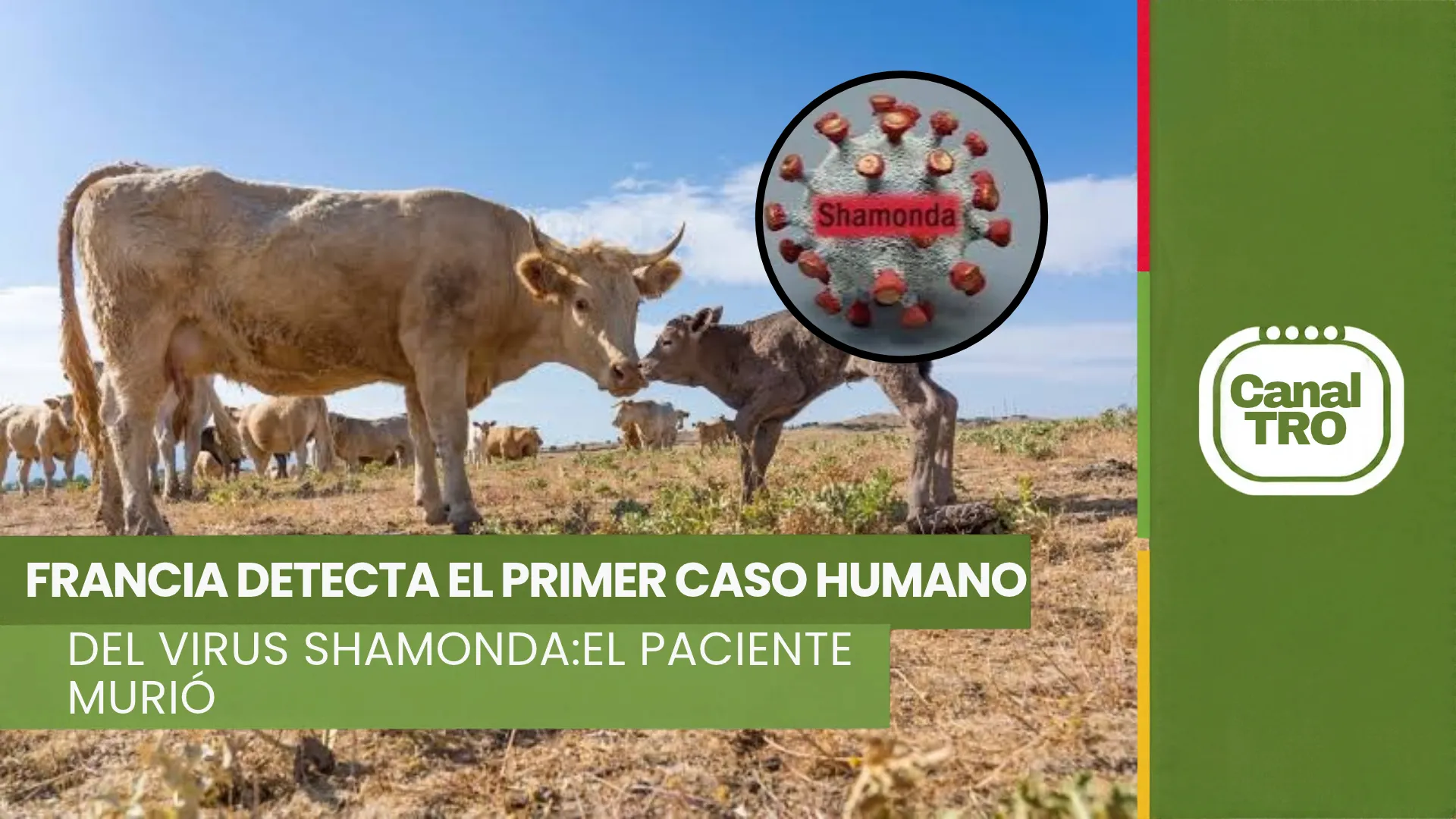 Lee más sobre el artículo Virus Shamonda: Francia detecta el primer caso humano y el paciente falleció