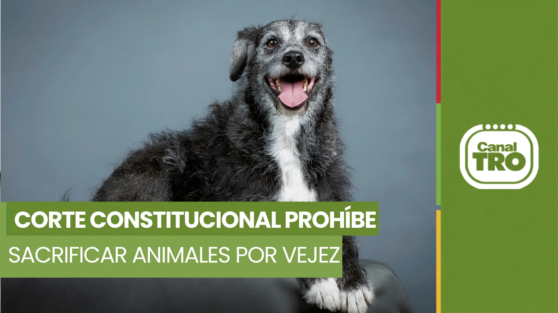 Corte Constitucional prohíbe sacrificar animales por vejez extrema en Colombia.